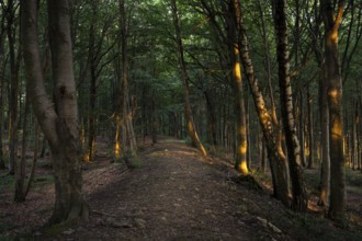 Forest path and forest in the evening light. Donnersberg, Rhineland-Palatinate, Germany