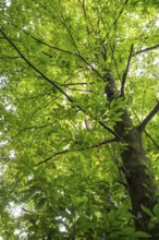 Chestnut tree (Castanea sativa) in the forest. Rhine-Neckar district, Baden-Württemberg, Germany