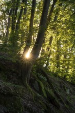 Beech forest with sun star. roots and rocks. Rhein-Neckar District, Baden-Württemberg, Germany