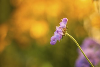 Scabiosa (Scabiosa), single flower, in the garden against a yellow background