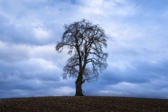 Solitary pear tree (Pyrus) in front of a dramatic cloudy sky. Rhine-Neckar district,