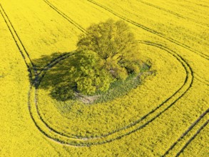 Aerial view, drone photo: A single tree in a field with flowering oilseed rape (Brassica napus),