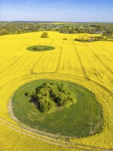 Aerial photograph, drone photo: Green islands and glacial swales in a field with flowering oilseed