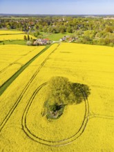 Aerial view, drone photo: A single tree in a field with flowering oilseed rape (Brassica napus),