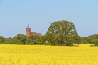 View over a field with flowering rape (Brassica napus) and a single tree to the town church of