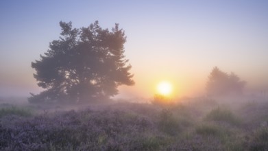 A pine tree in the blooming Mehlinger Heide at sunrise. Fog and backlight. Mehlinger Heide Nature