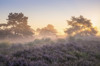 Pine trees in the blooming Mehlinger Heide at sunrise. Fog, fog rays and backlight. Mehlinger Heide