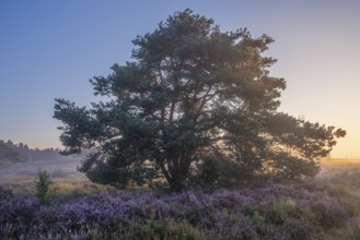 A pine tree in the blooming Mehlinger Heide at sunrise. Mehlinger Heide Nature Reserve, Mehlingen,