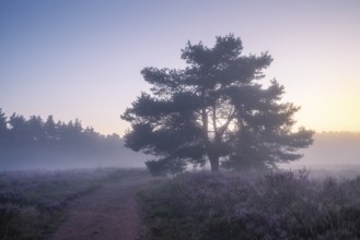 A pine tree in the blooming Mehlinger Heide at sunrise and fog. Mehlinger Heide Nature Reserve,