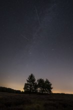 Pines in the blooming Mehlinger Heide. Night view, starry sky, Milky Way and Perseids. Mehlinger