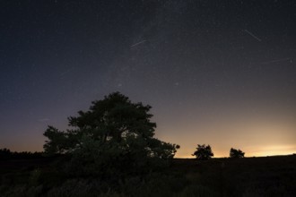Pines in the blooming Mehlinger Heide. Night view, starry sky, Milky Way and Perseids. Mehlinger