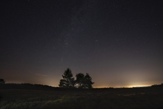 Pines in the blooming Mehlinger Heide. Night view, starry sky and Milky Way. Mehlinger Heide Nature