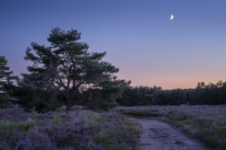 Pines in the blooming Mehlinger Heide after sunset, with a crescent. Mehlinger Heide Nature