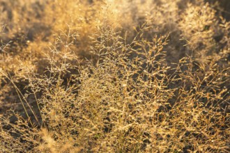 Grasses in the Mehlinger Heide at sunrise. Mehlinger Heide Nature Reserve, Mehlingen,