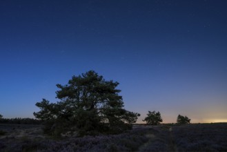 Pines in the blooming Mehlinger Heide. Blue hour and starry sky and individual Perseids. Mehlinger