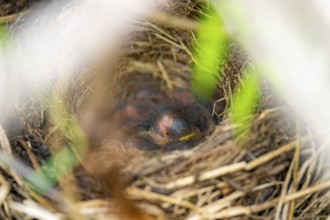 Young birds in a nest, Alaska, USA