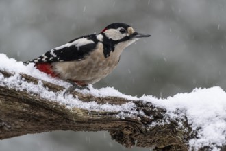 Great spotted woodpecker (Dendrocopos major), Emsland, Lower Saxony, Germany