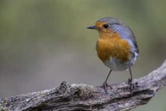 European robin (Erithacus rubecula), Emsland, Lower Saxony, Germany