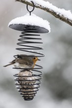 Robin (Erithacus rubecula) in the tit dumpling dispenser, Emsland, Lower Saxony, Germany