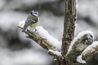 Blue tit (Parus caerulea), Emsland, Lower Saxony, Germany