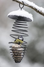 Blue tit (Parus caerulea) in a tit dumpling dispenser, Emsland, Lower Saxony, Germany