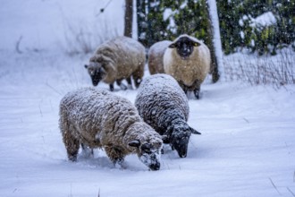 Winter weather, blowing snow, sheep on a snowy pasture, looking for food, thick fur, Elfringhauser