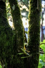 Large tree trunk in the rainforest with bromeliads sprouting and covered in moss and parasites,
