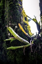 Bromeliads sprouting on a tree trunk in the rainforest, covered in moss and parasites, Minas