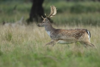 Male fallow deer (dama dama) in the run, Klamptenborg, Copenhagen, Denmark