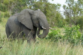 African elephant (Loxodonta africana) in the savanna, Kruger National Park, South Africa