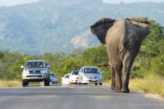 African elephant (Loxodonta africana) on a road with cars, Kruger National Park, South Africa