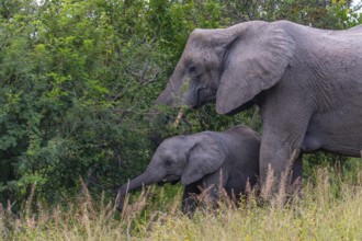 African elephant (Loxodonta africana) with young in the savanna, Kruger National Park, South Africa