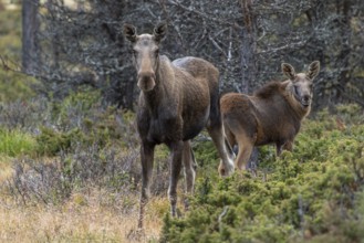 Moose (Alces alces) with calf, Lauvsnes, Nordtronderlag, Norway