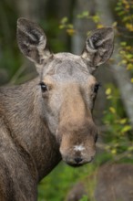 Moose (Alces alces) in a meadow, Lauvsnes, Nordtronderlag, Norway