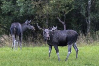 Male moose (Alces alces) in a meadow, Lauvsnes, Nordtronderlag, Norway