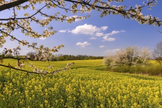 Male moose (Alces alces) in a meadow, Lauvsnes, Nordtronderlag, Norway