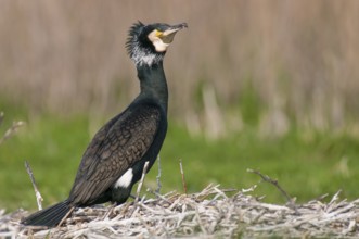 Cormorant (Phalacrocorax carbo) in the breeding colony, Stralsund, Mecklenburg-Western Pomerania,