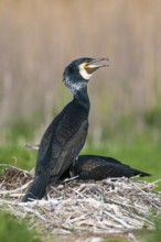 Cormorant (Phalacrocorax carbo) in the breeding colony, Stralsund, Mecklenburg-Western Pomerania,