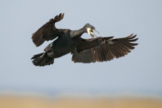 Cormorant (Phalacrocorax carbo) in flight, Stralsund, Mecklenburg-Western Pomerania, Germany