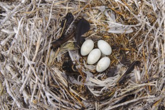 Nest of the Komroran (Phalacrocorax carbo) in a breeding colony, Stralsund, Mecklenburg-Western