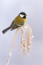 Great tit (Parus major) at the winter feeding site, Neuhaus im Solling, Holzminden, Lower Saxony,