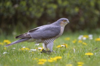 Sparrowhawk (Accipiter nisus) with prey, Vechta, Lower Saxony, Germany