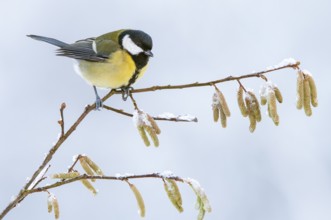 Great tit (Parus major) at the winter feeding site, Neuhaus im Solling, Holzminden, Lower Saxony,