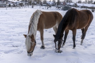 Winter photo, horses in a paddock in Berlin Lübars, Reinickendorf district, Germany
