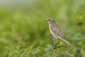 A willow warbler (Phylloscopus trochilus) on the German North Sea coast, rearing young, breeding