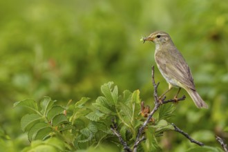 Willow Warbler (Phylloscopus trochilus) with food for the young birds in its beak, rearing young,