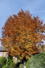Beech (Fagus) in autumn colour, Franconia, Bavaria, Germany