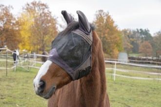 Horse with fly protection in paddock, Bavaria, Germany