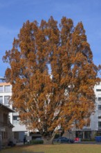 Large oak (Quercus) in bright autumn foliage, Fürth, Middle Franconia, Bavaria, Germany