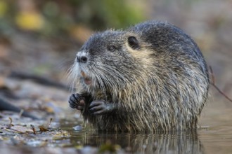 Nutria (Myocastor coypus) in a body of water, Osnabrück, Lower Saxony, Germany